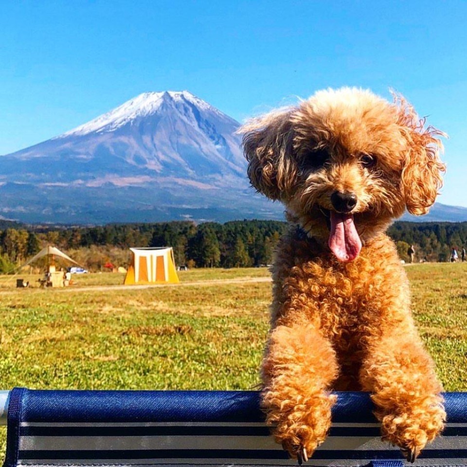 ふもとっぱらキャンプ場