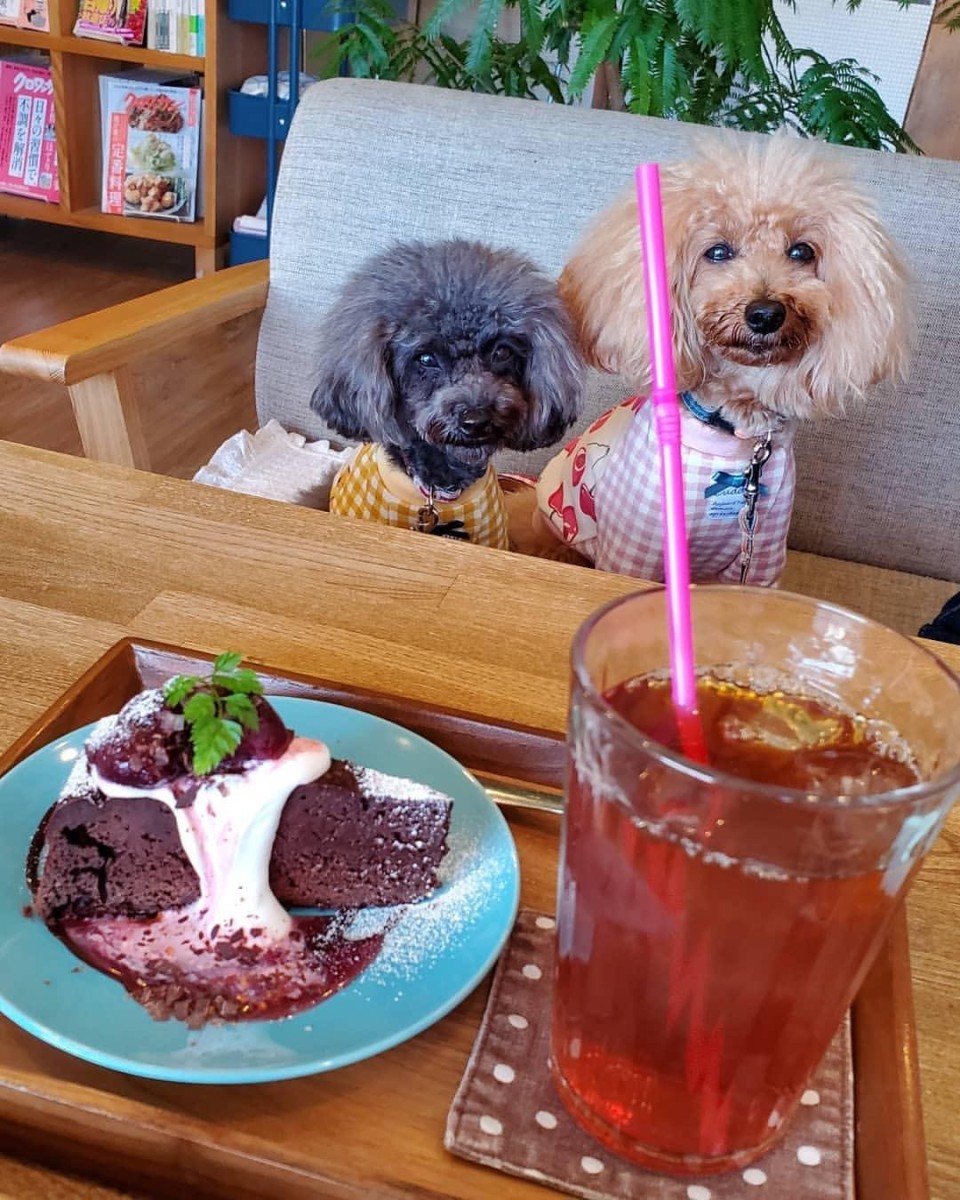 cafe hugs （カフェハグス）