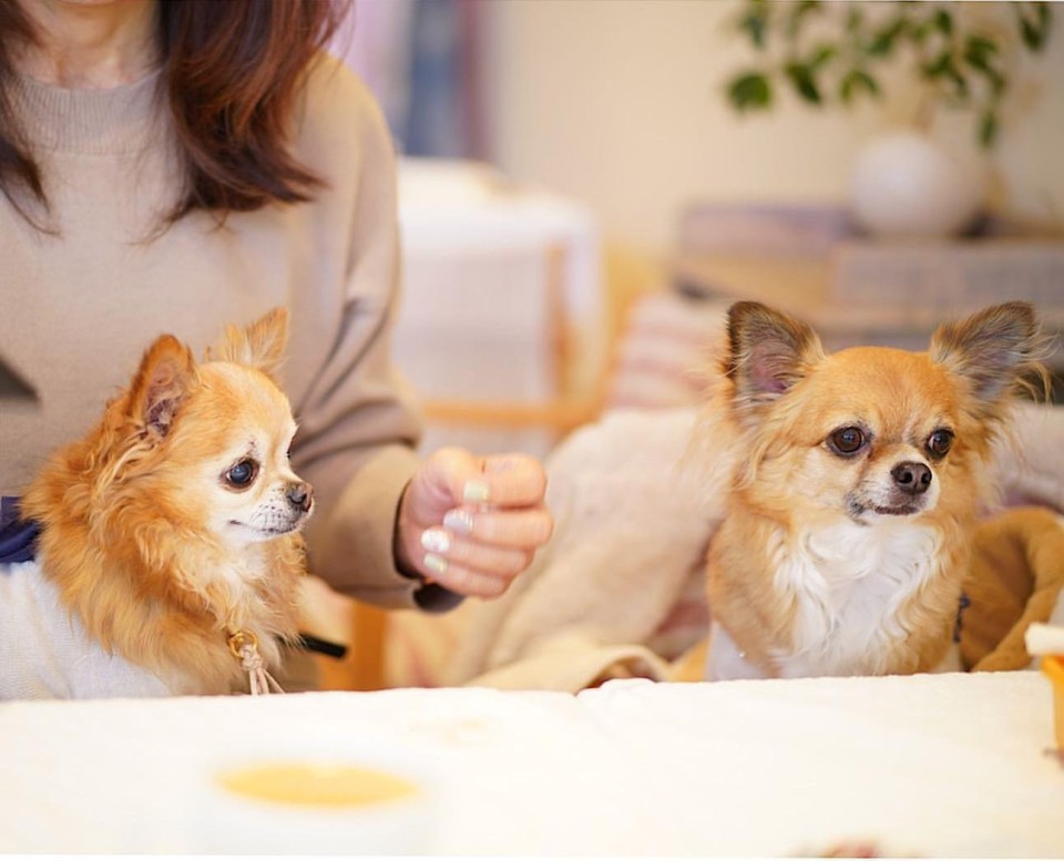 La cuisine francaise KAMIKAWA （ラキュイジーヌフランセーズカミカワ）