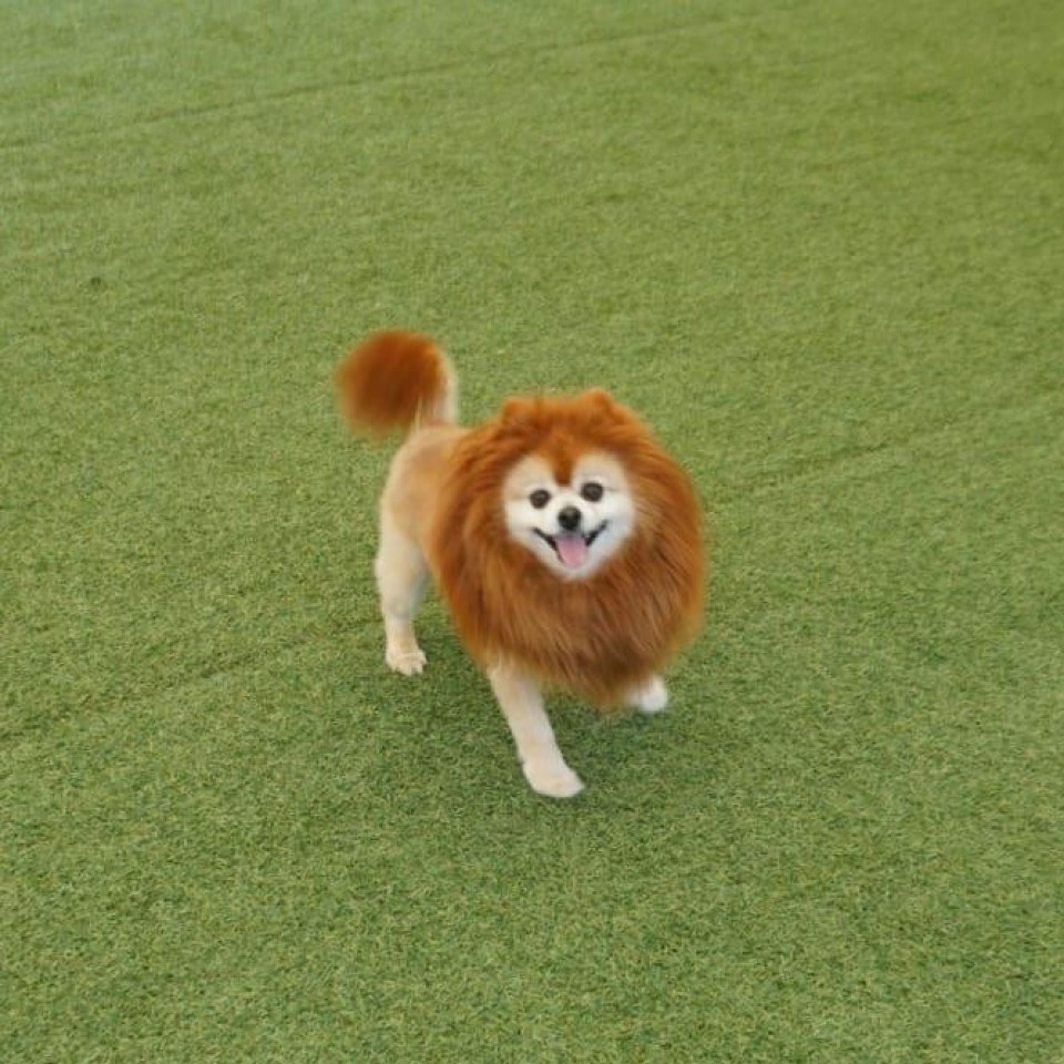 ペットランドミクニ 泉ヶ丘店