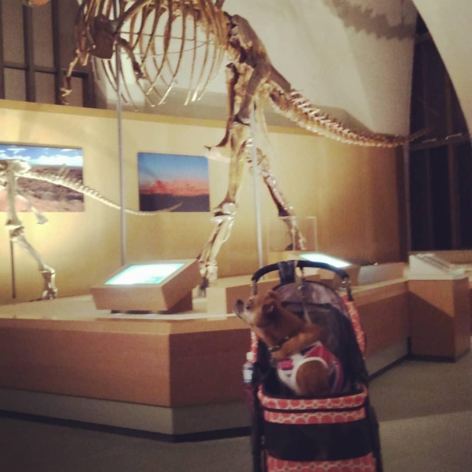 東海大学海洋科学博物館