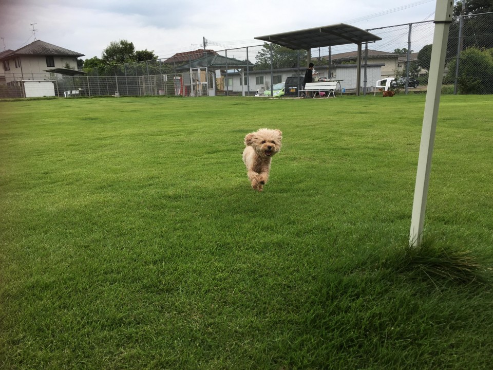 ドッグラン＆カフェ 犬遊楽