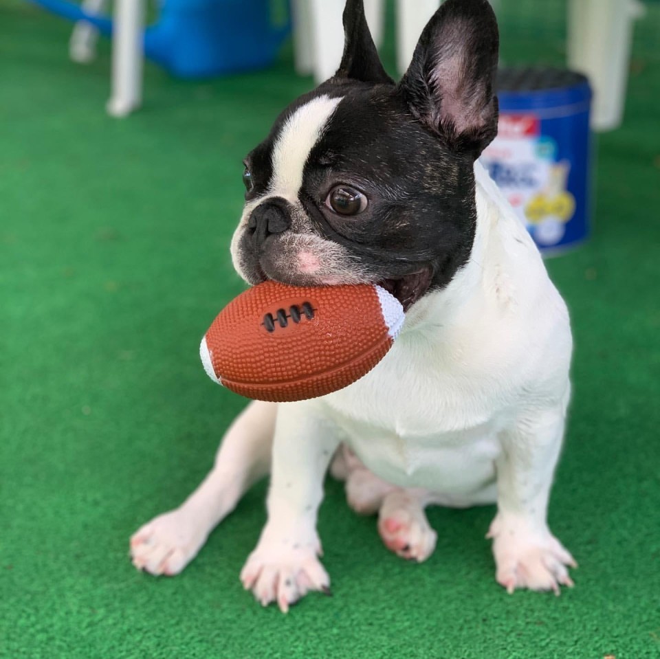 赤膚山ドッグラン フロリアード