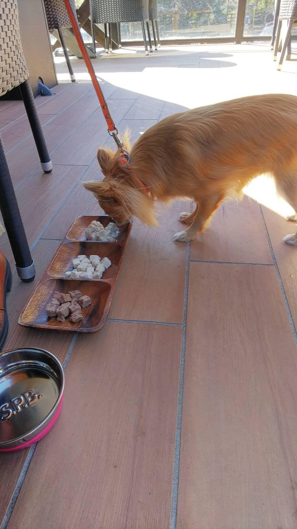 伊豆高原 愛犬の駅