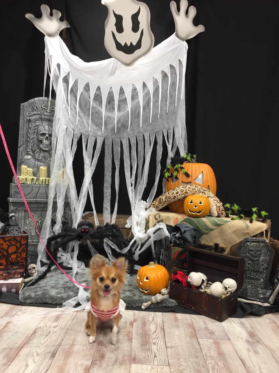 WANCOTT （ワンコット）