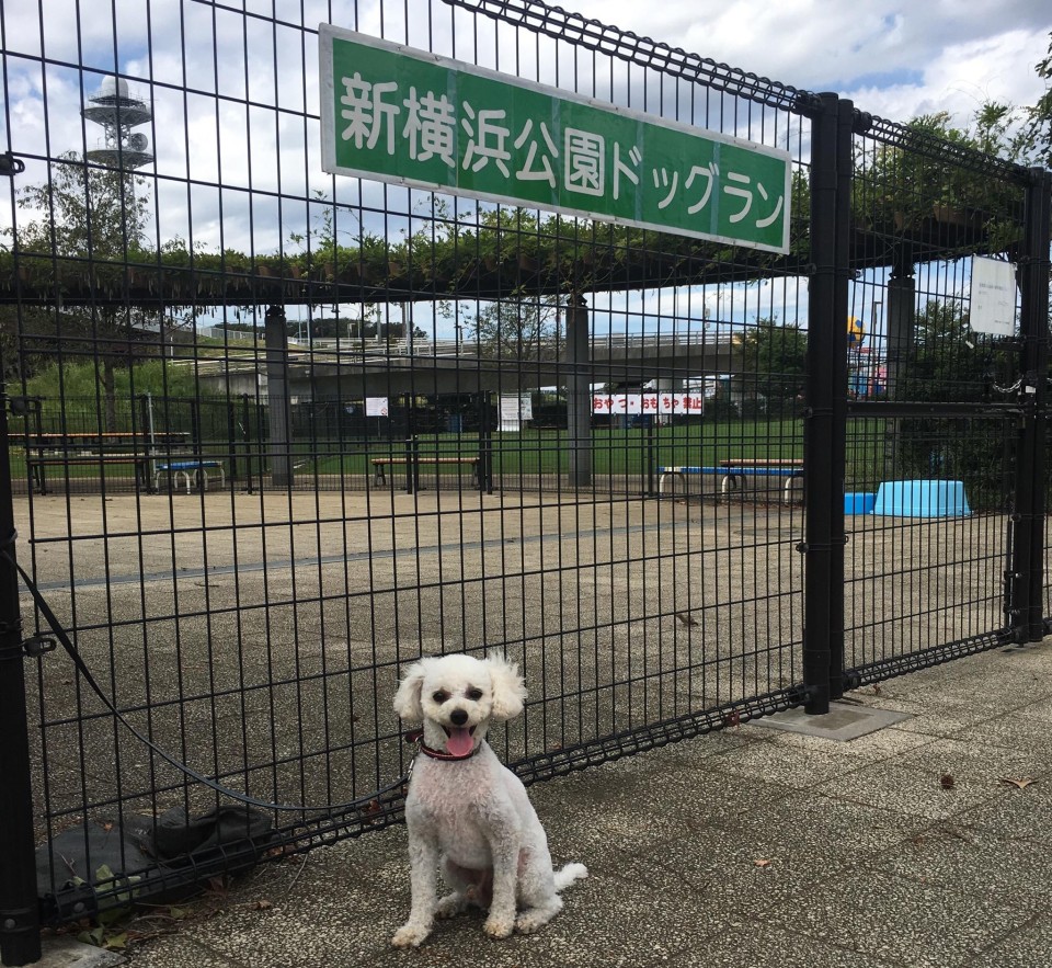 新横浜公園ドッグラン