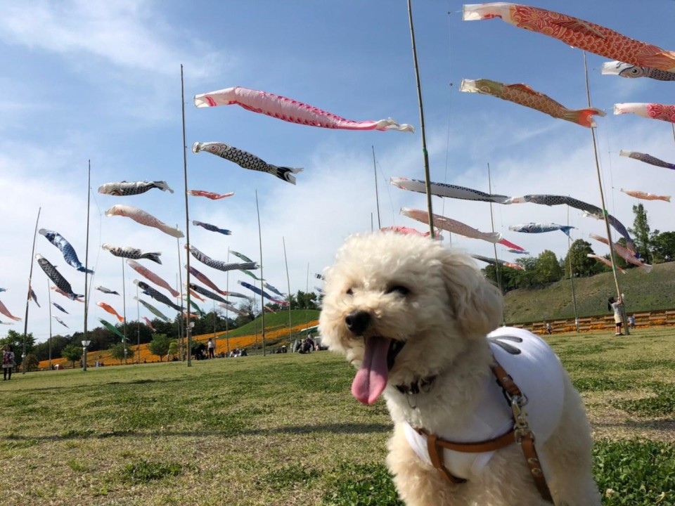 八王子山公園（太田市北部運動公園）