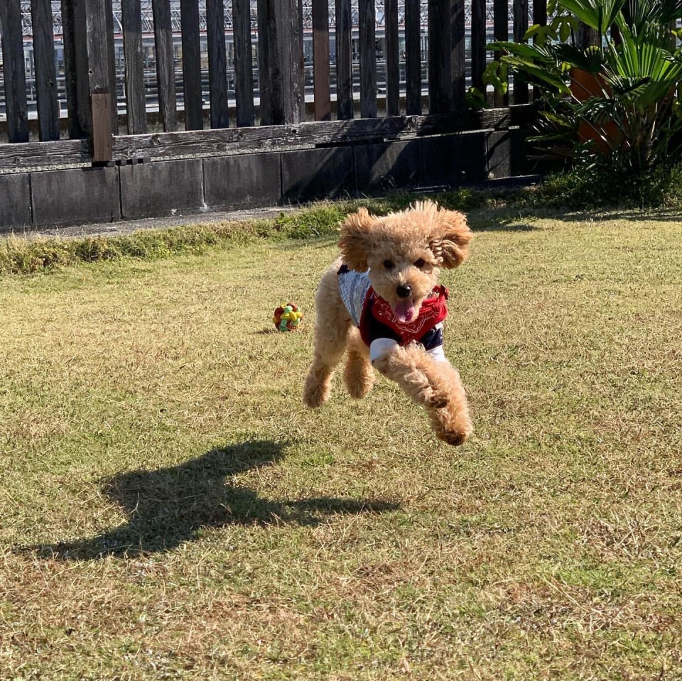 Dog and Sea （ドッグアンドシー）