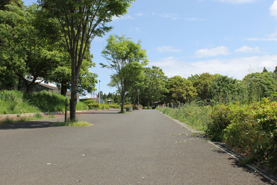 千葉市 昭和の森