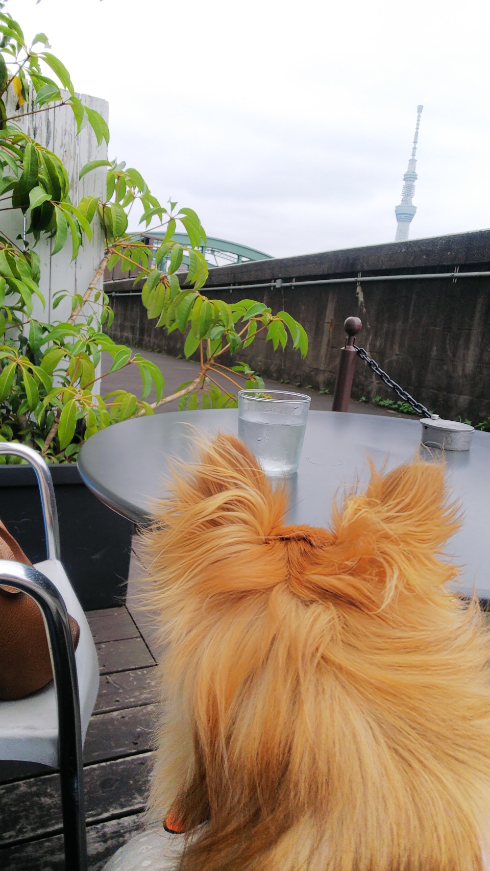 リバーサイドカフェ シエロイリオ