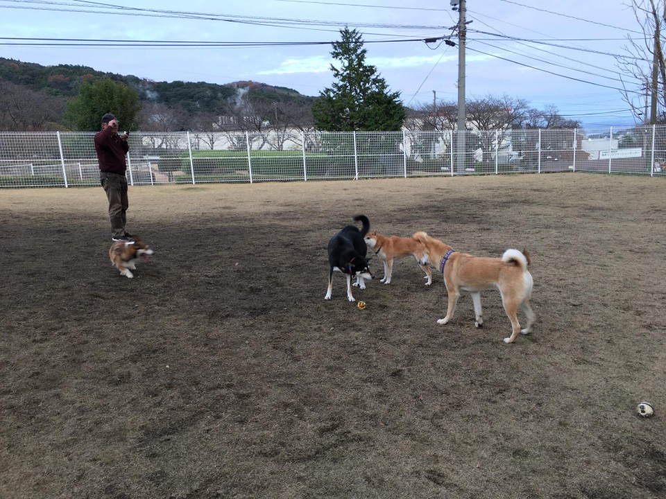 えとう動物病院別府ドッグラン