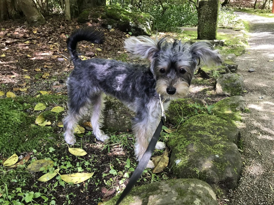 箱根神社（九頭龍神社）