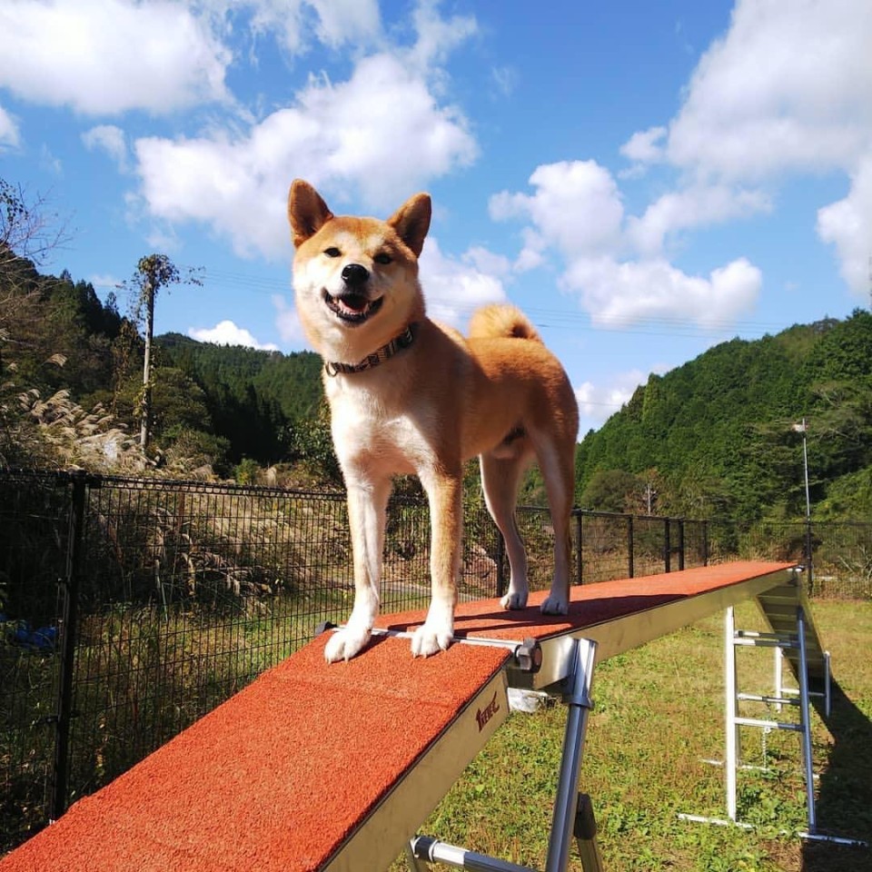 dog cafe PLATZ （ドッグカフェプラッツ）