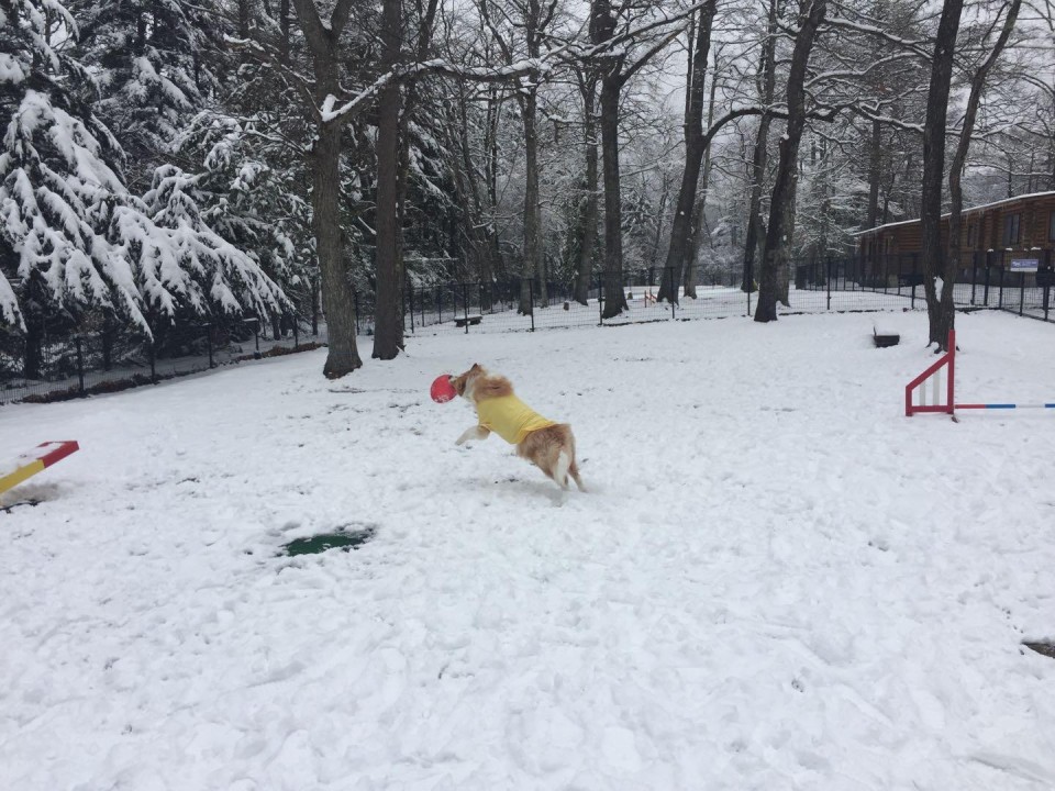 プリンス森のドッグヴィレッジ