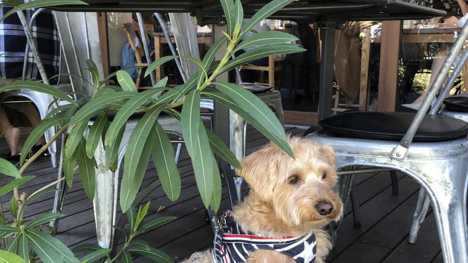 Kiri Cafe（Royal Garden Cafe 青山）