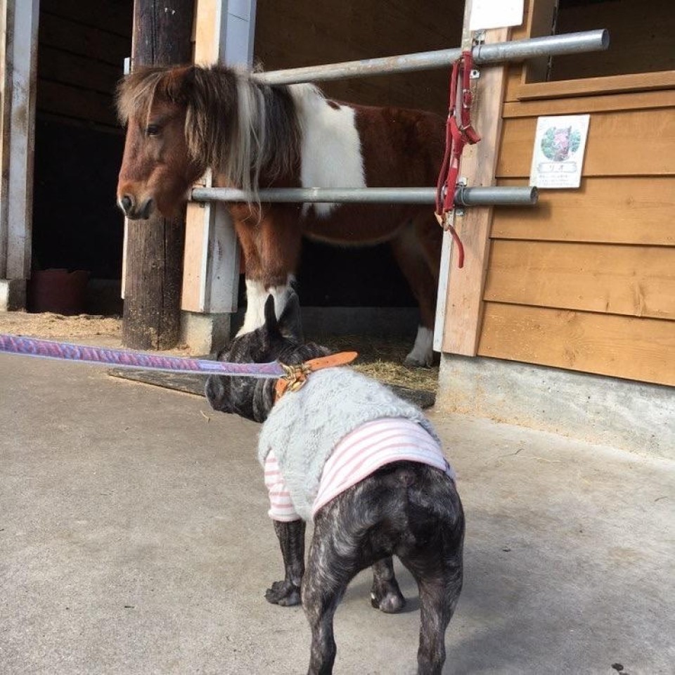 馬飼野牧場 （まかいのぼくじょう）