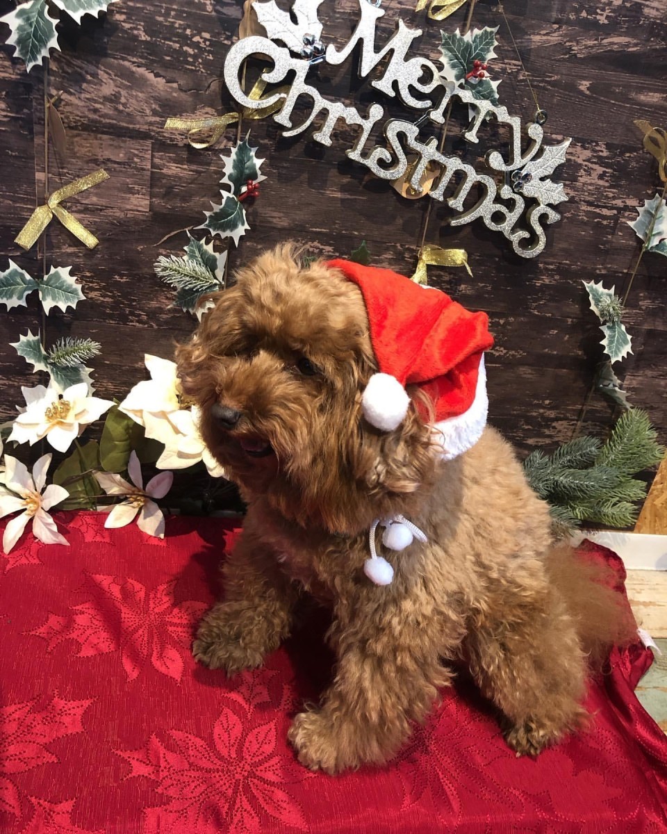 しっぽ舗ドッグラン