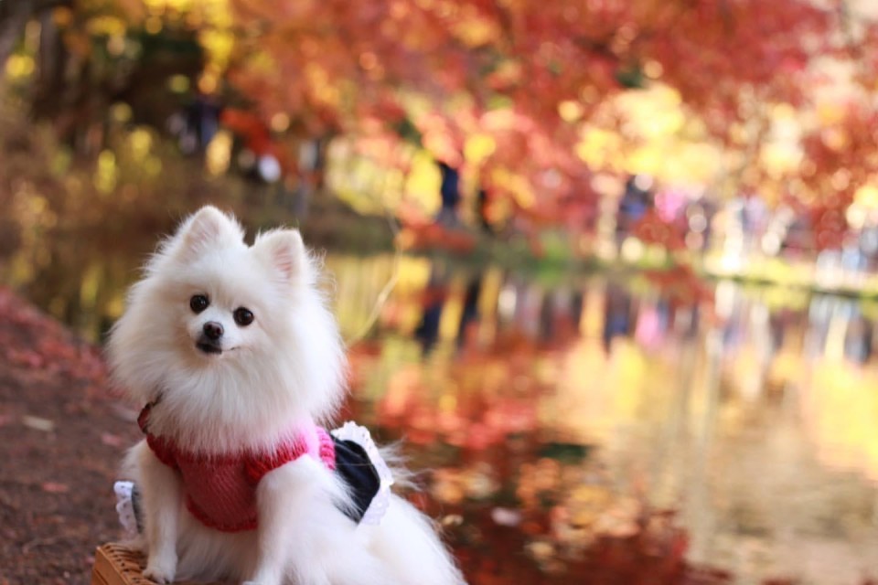 雲場池 （くもばいけ）