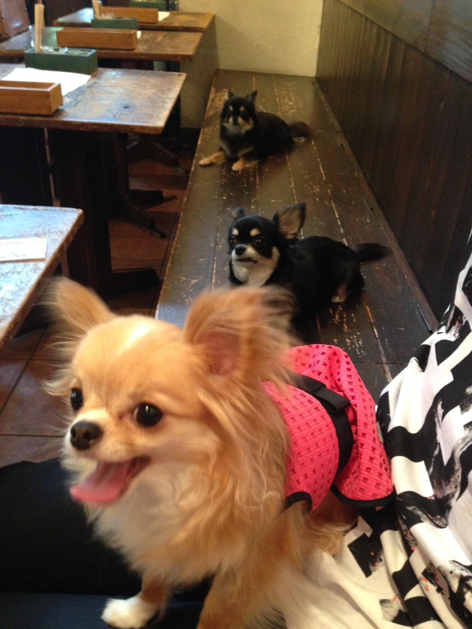 Dog Concierge & Community