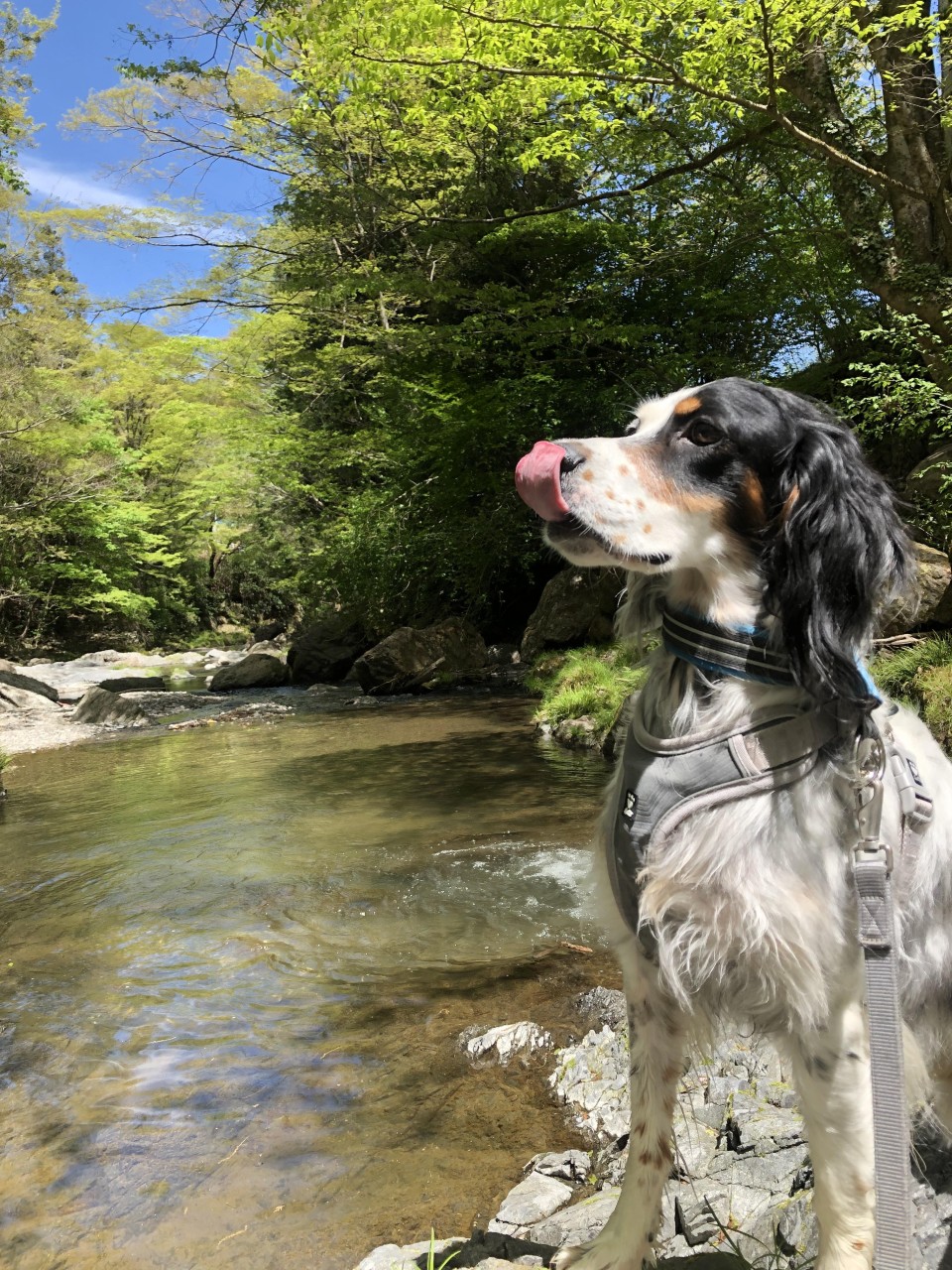  吾野渓谷NICE BBQ Garden 