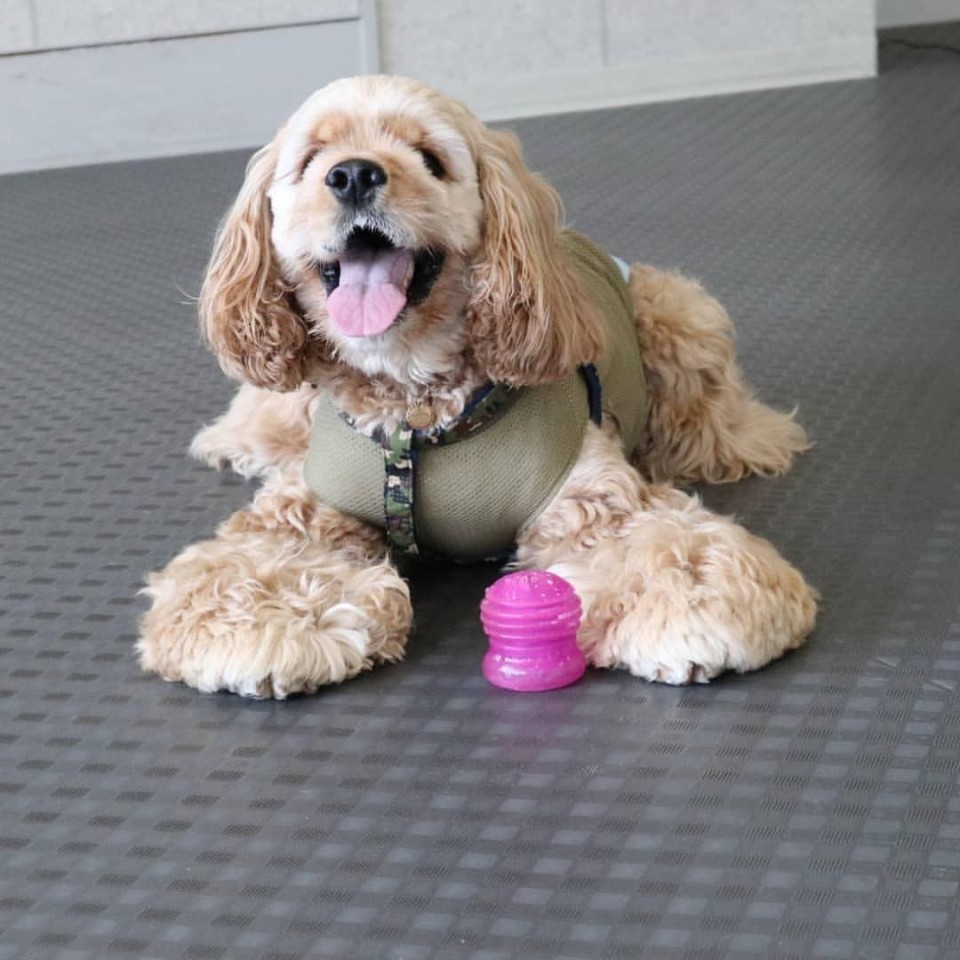 dog wear&accessories+dog run 9689（クロパグ）