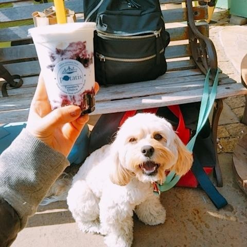 potatis（ポタティス）