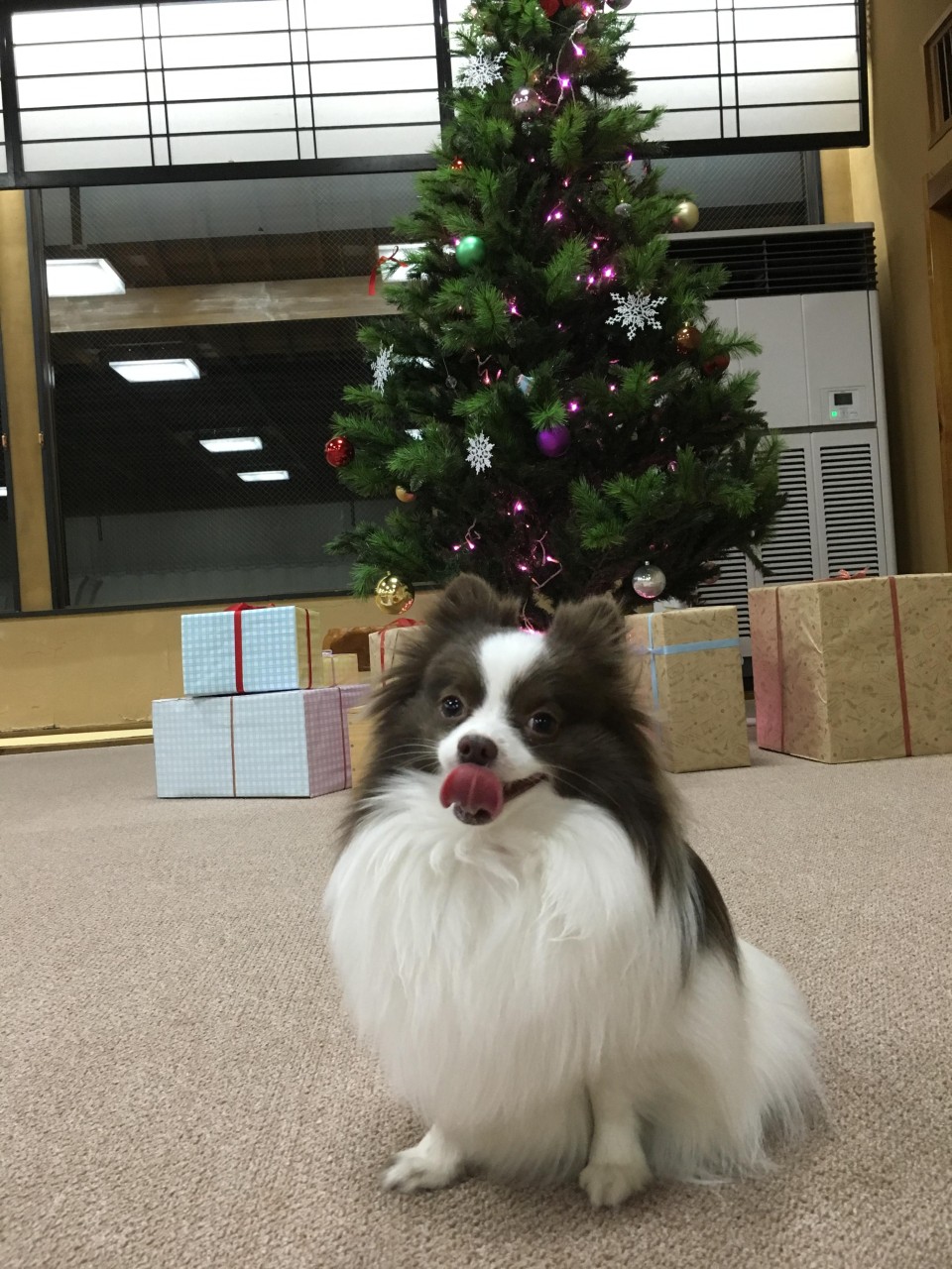 ペットと楽しむ温泉旅館　鬼怒川　絆