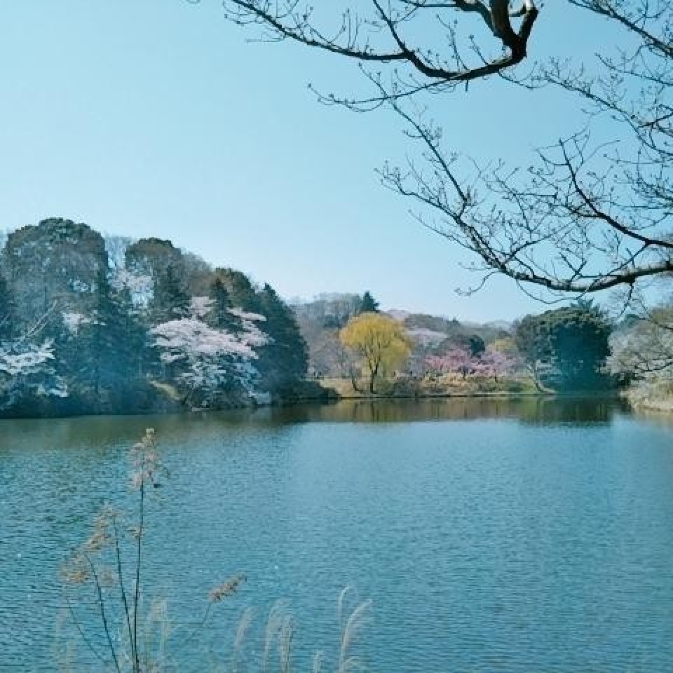 神奈川県立三ツ池公園