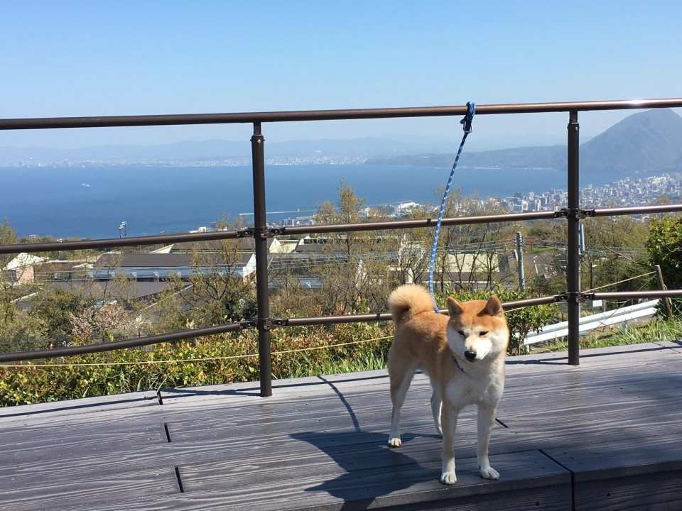 東九州自動車道  別府湾サービスエリア （下り）