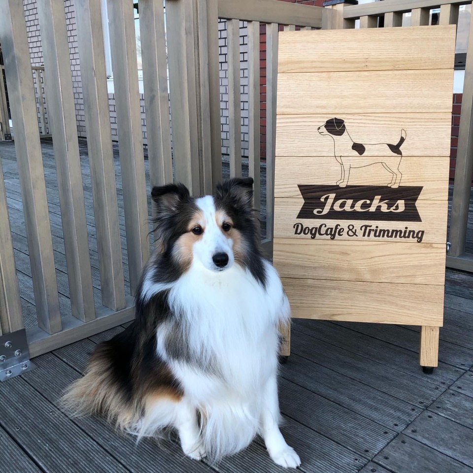 Jacks DogCafe&Trimming （ジャックス） 錦ケ丘ヒルサイドモール
